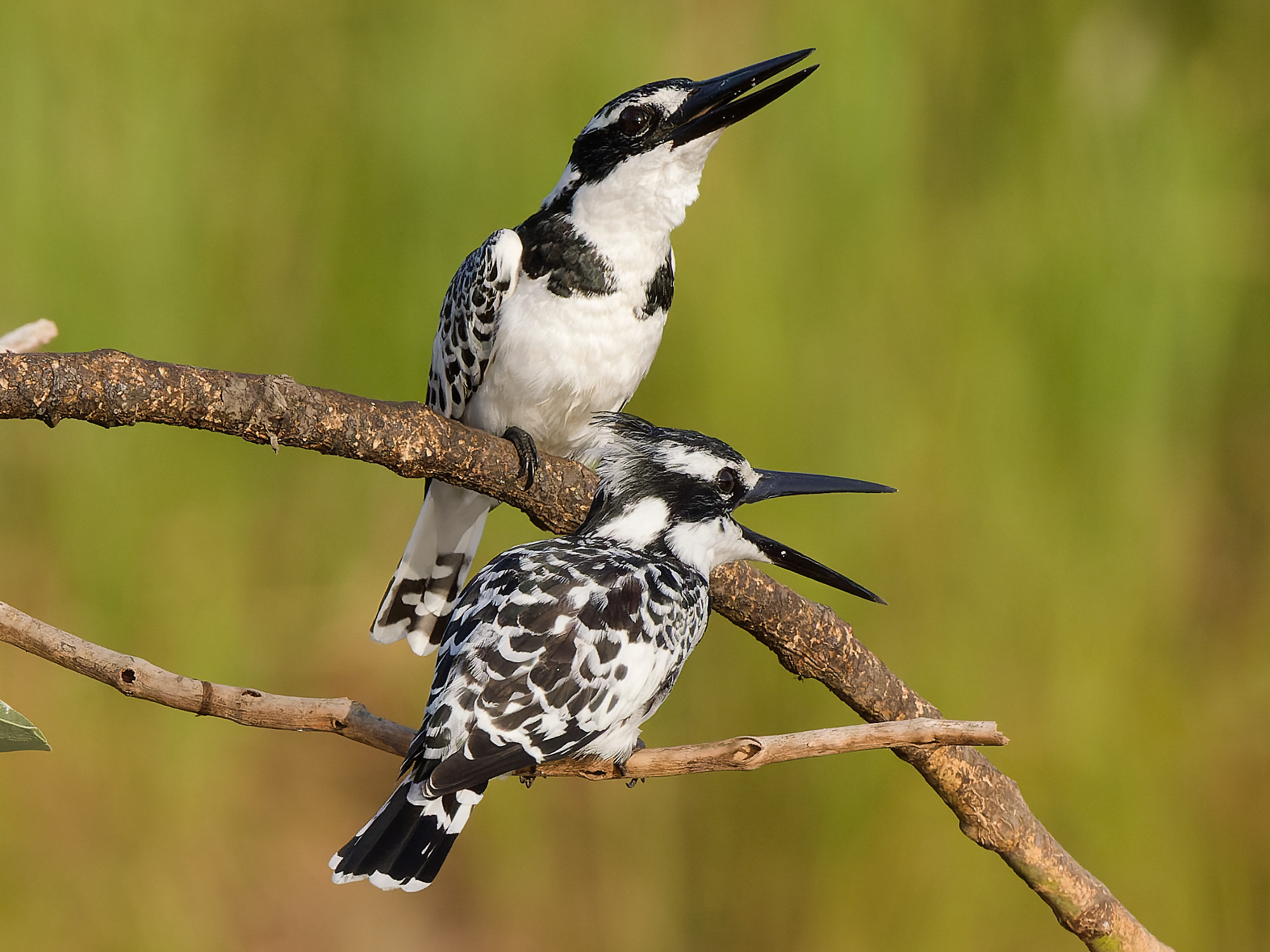 Pied kingfisher (Ceryle rudis)